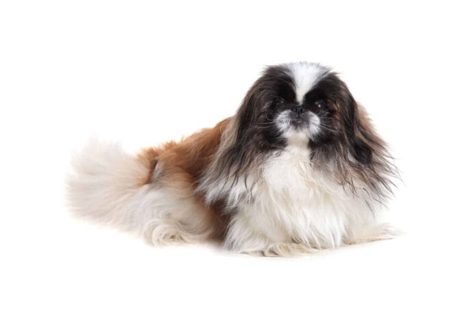 Pekinese on a white background.