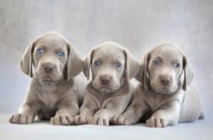 Trio of Weimaraner puppies with bright blue eyes.