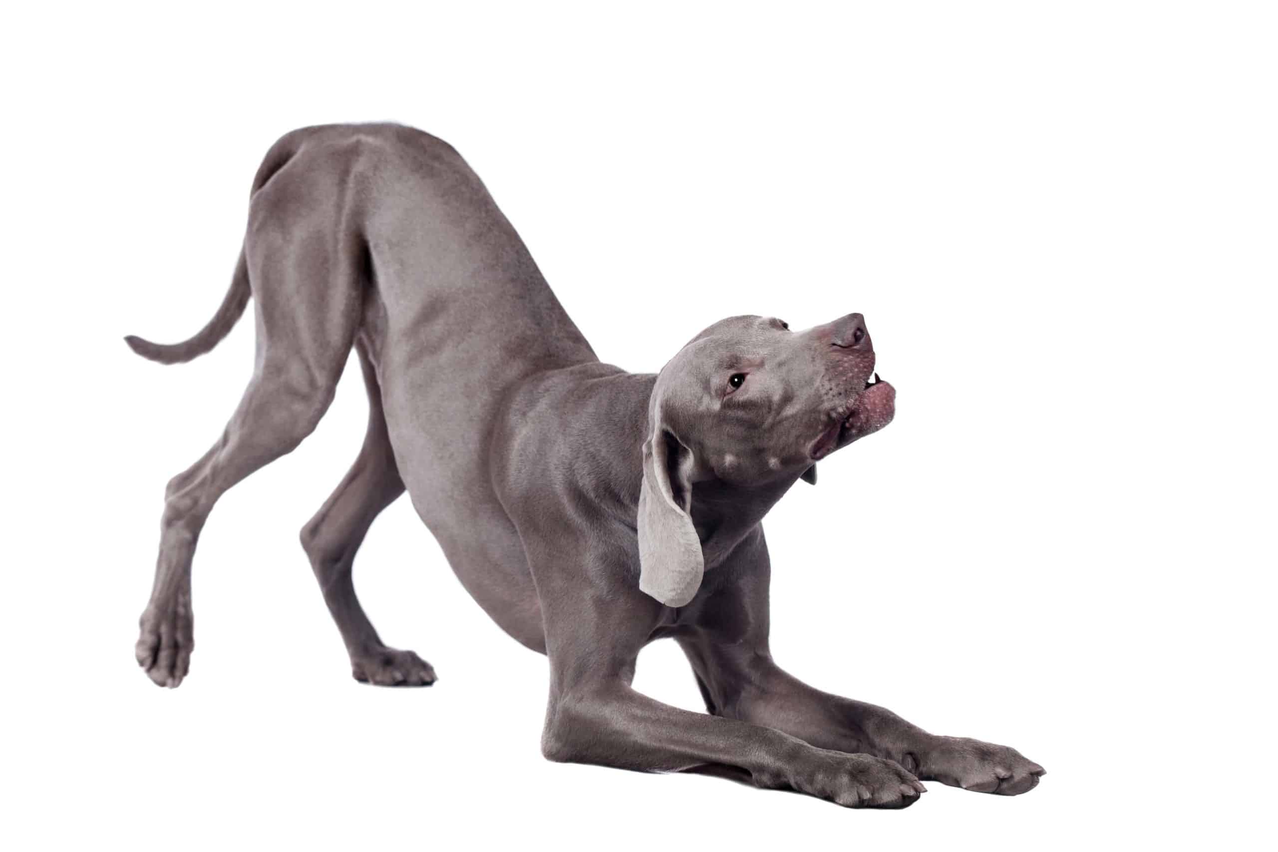 Weimaraner gives a play bow. Nicknamed the "gray ghost," the Weimaraner has a kind and patient disposition. The breed is active and playful, which makes it an ideal choice for dynamic families.