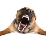Illustration of an aggressive dog. Want to know how to calm an aggressive dog? This article covers the necessary steps to take when dealing with aggressive dog behavior.