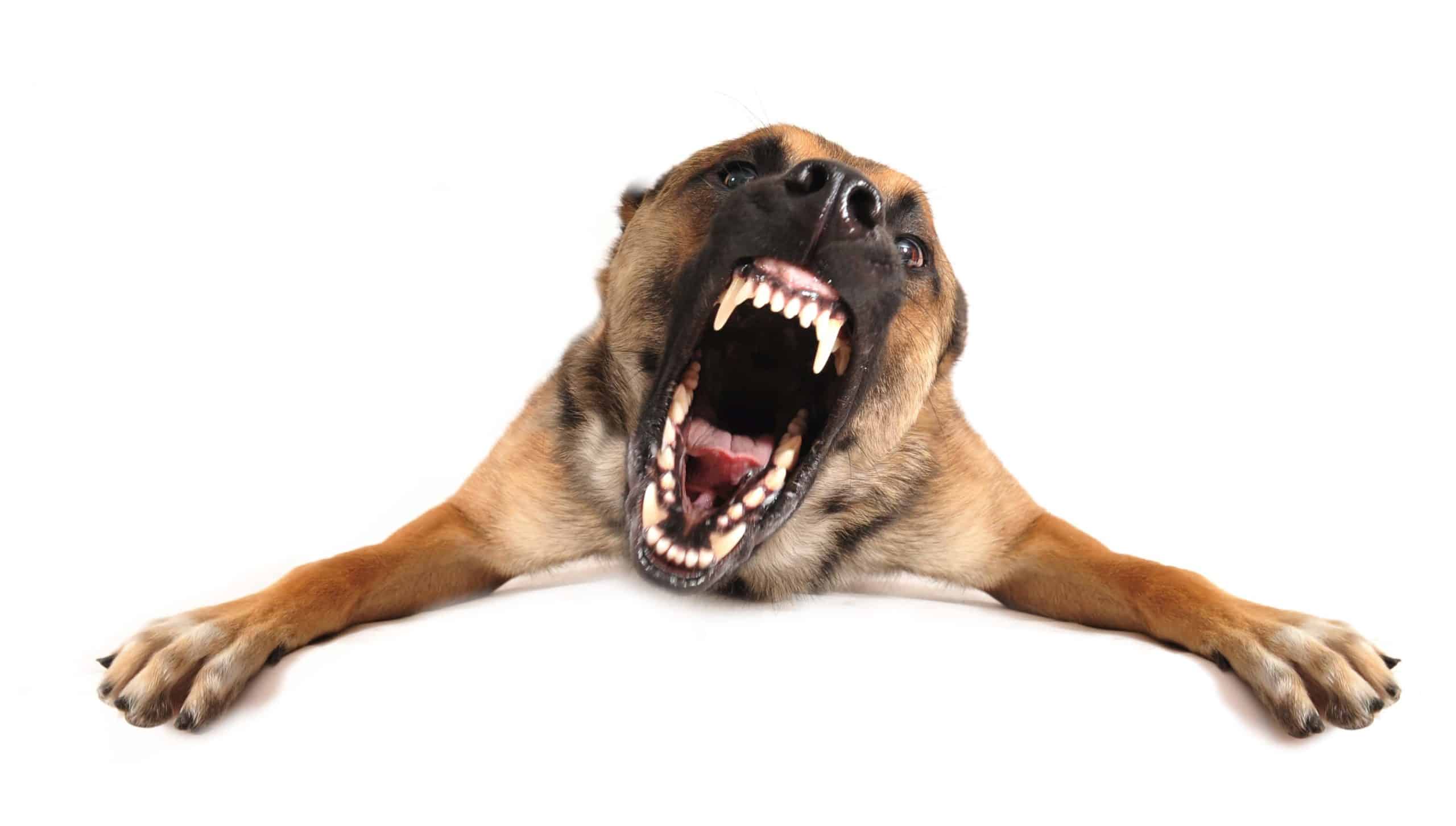 how-to-handle-aggression-in-dogs-theatrecouple12