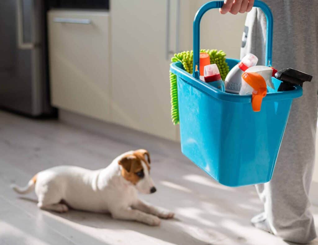 Woman holds bucket of cleaning supplies while Jack Russell Terrier rests on clean floor.