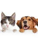 Collection of dogs and cats on a white background. Cats vs. dogs: Differences include size, food, communication styles, memory, potty breaks, and exercise needs.