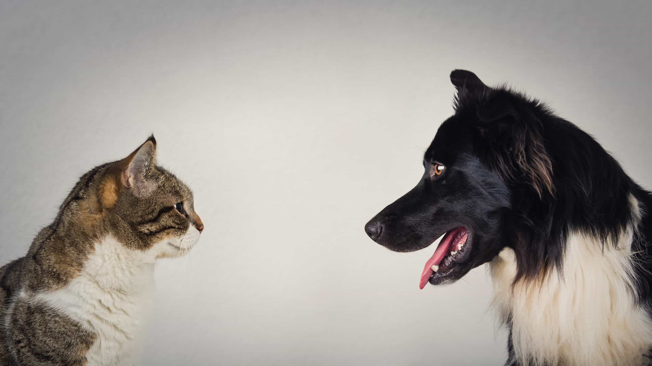 Cats vs. dogs Differences include size, food, communication styles