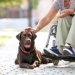 Woman in wheelchair pets chocolate Labrador Retriever. While you don’t legally need to certify your dog, it’s easier to show documentation rather than get into a legal argument about service dogs.