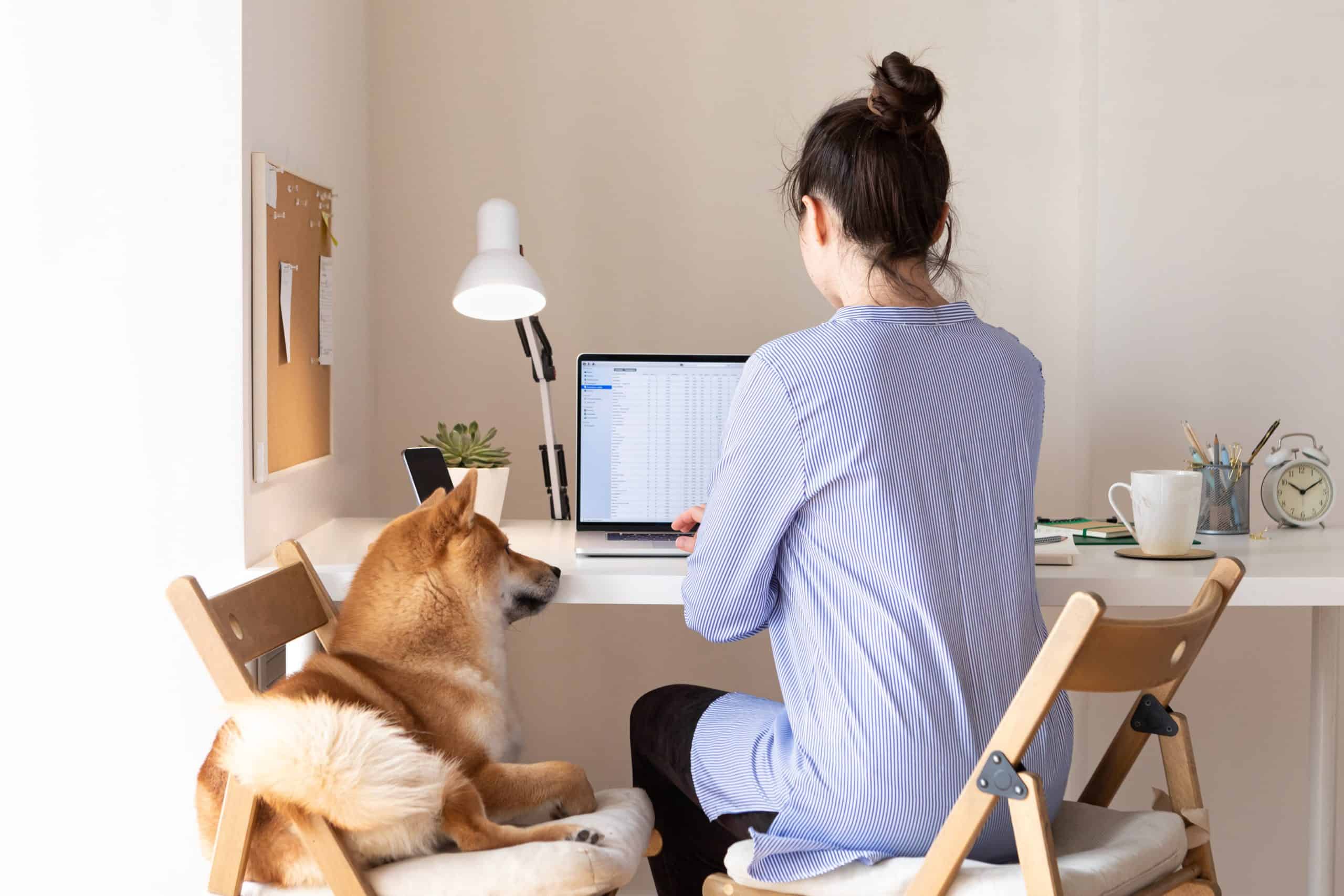 Shiba Inu watches woman work on her computer.