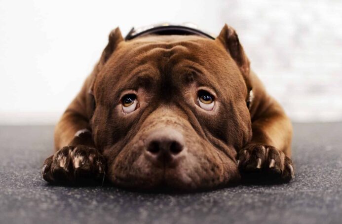 Fearful Staffordshire Terrier. Learning the nuances of your dog’s temperament is an ideal first step in the training process
