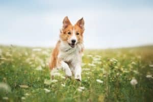 Happy red border collie. Genetics and breed may influence temperament, but your dog’s environment also plays a major role.