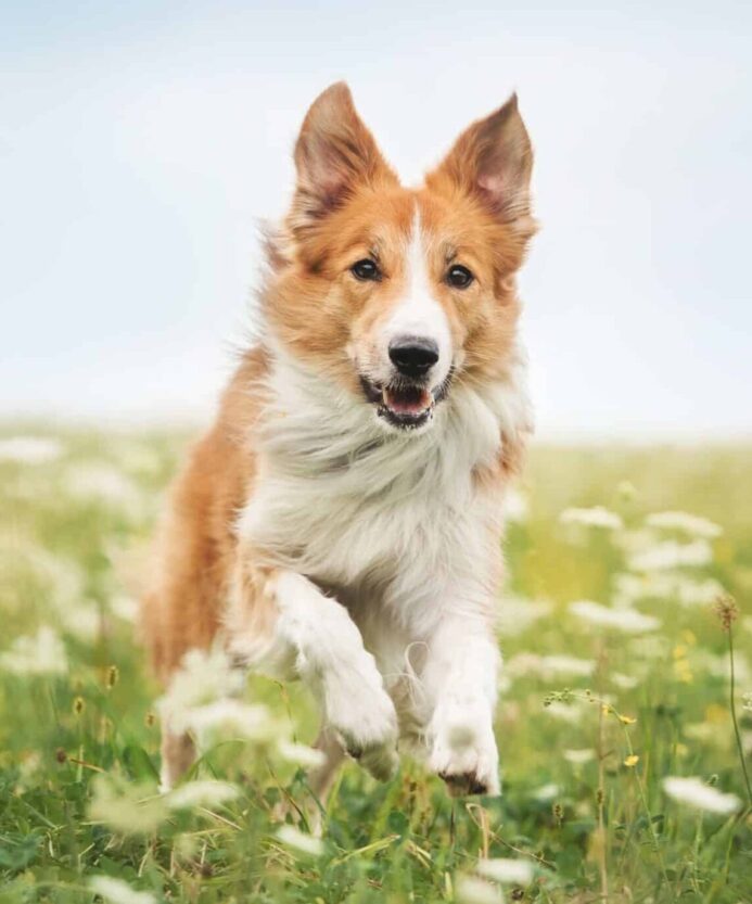 Happy red border collie. Genetics and breed influence temperament.