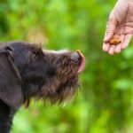 Owner gives dog treat during training. Dog training benefits include dog safety, bonding between pet and owners, better control, improved dog health, and socialization.