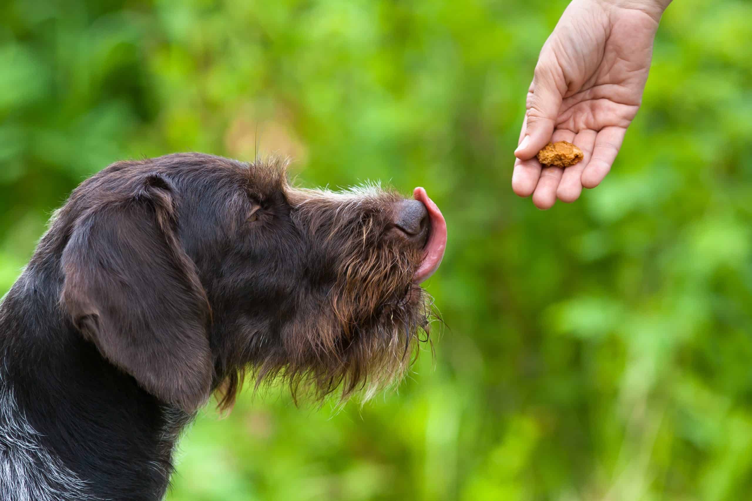 Owner gives dog treat during training. Dog training benefits include dog safety, bonding between pet and owners, better control, improved dog health, and socialization.