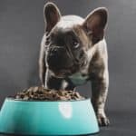 French bulldog puppy eats from aqua food bowl. Do research to ensure you are feeding your puppy not only the best food but also the right amount.
