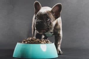 French bulldog puppy eats from aqua food bowl. Do research to ensure you are feeding your puppy not only the best food but also the right amount.