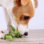 Jack Russell terrier eats parsley. Add finely chopped parsley to your dog's food to improve digestion and fight bad breath. This healthy herb for dogs may help prevent urinary tract infections and both kidney and gallbladder stones. It's right in anti-oxidants and is a natural diuretic.