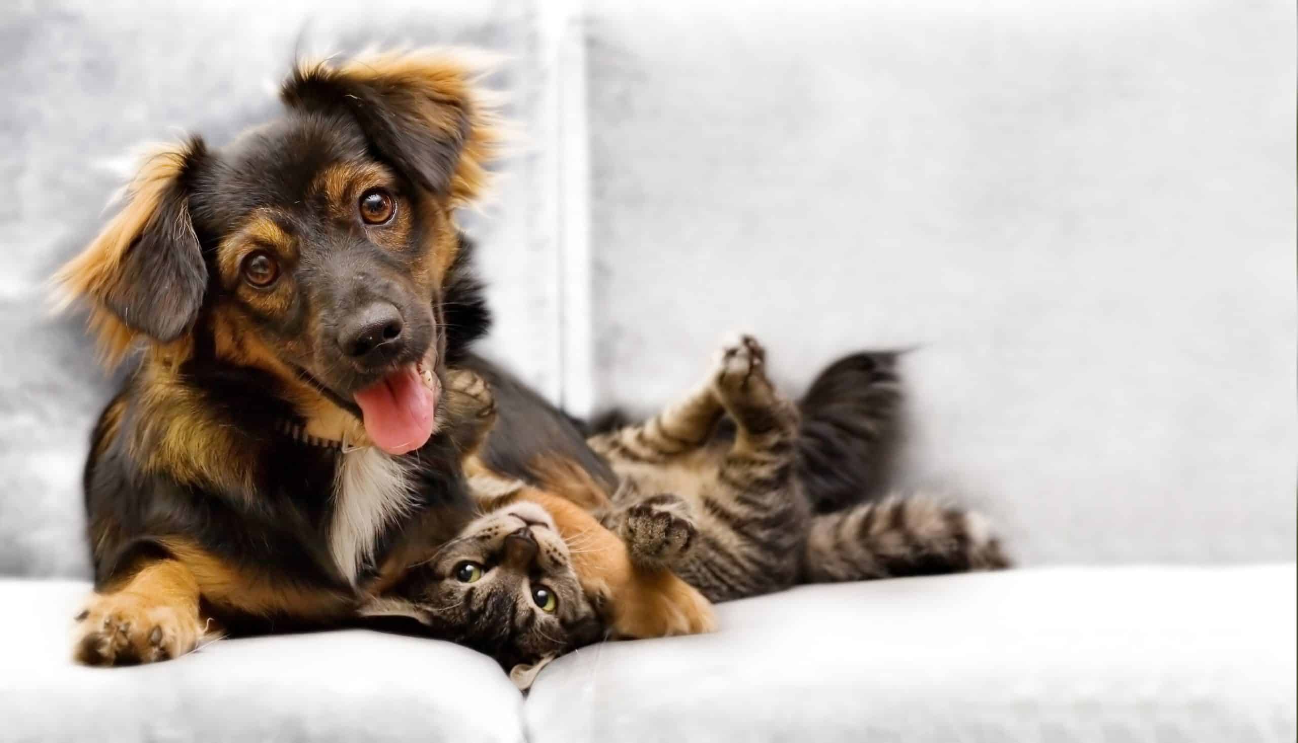 Mixed breed dog plays with cat.