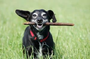 Older dog plays fetch. Regular exercise is key to maintaining a healthy weight and reducing joint pain and stress.