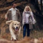 Couple walks with happy, older Golden Retriever. Maintain your dog's joint health with a balanced diet, regular activity, weight checks, joint supplements, and creating a safe environment.