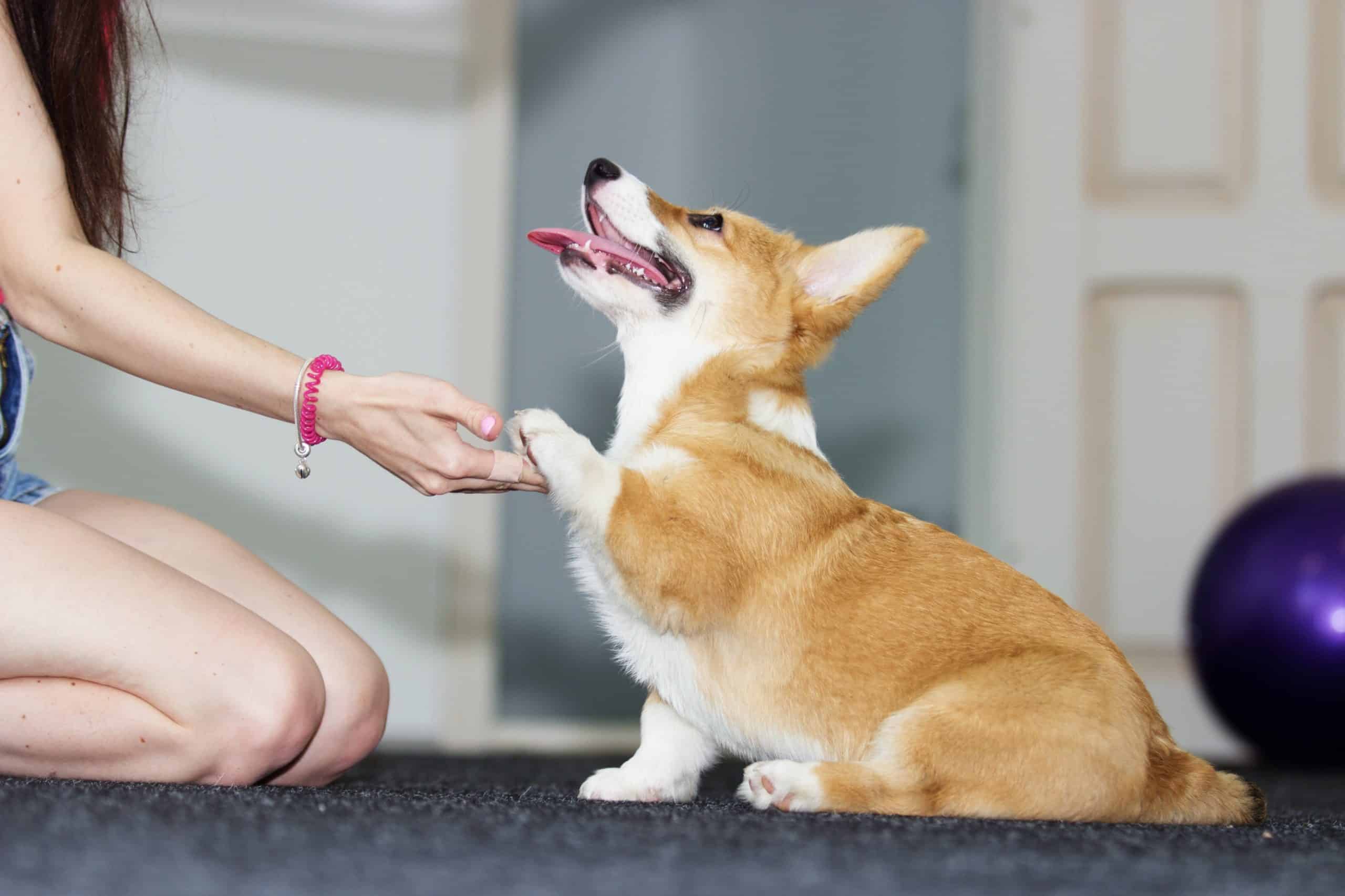 Woman teaches corgi puppy to sit. Sitting is a skill that is often learned quickly inside but takes dogs a long time to do reliably in all situations.