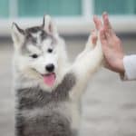 Siberian Husky puppy plays the touch bonding game with owner.