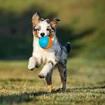 Australian Shepherd puppy plays fetch. Playing puppy games like fetch helps prevent boredom and provide a fun, easy way to teach your puppy basic commands.