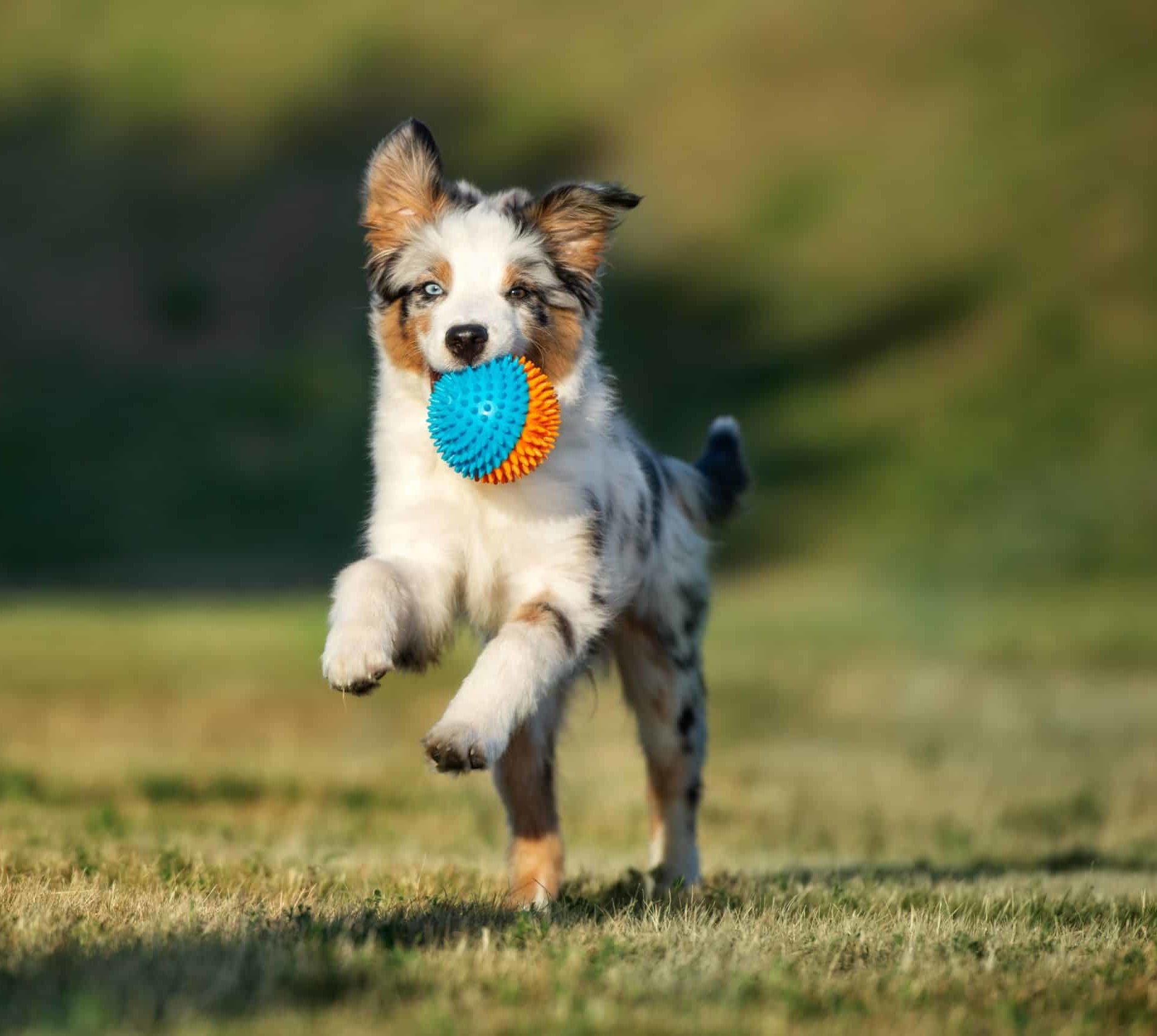 Puppy Games 7 Activities To Engage And Entertain Puppy Games 7 Activities To Engage And Entertain