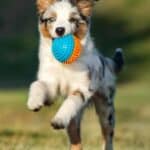 Australian Shepherd puppy plays fetch. Playing puppy games like fetch helps prevent boredom and provide a fun, easy way to teach your puppy basic commands.