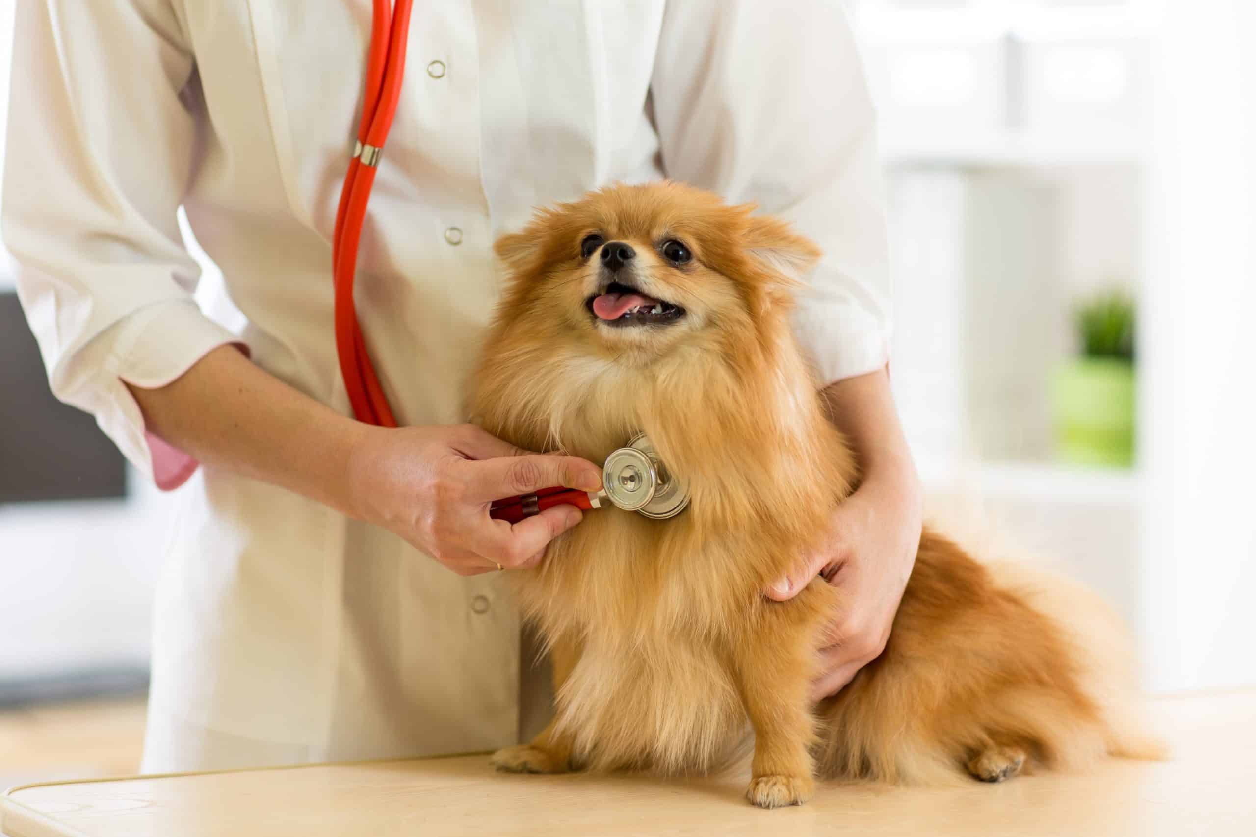 Veterinarian listens to a pomeranian's heart. Heart disease is one of the most common illnesses small dogs experience.