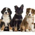 Collection of puppies includes bulldog, Bernese Mountain Dog, German Shepherd, Australian Shepherd, and St. Bernard. Tips for first-time dog owners include stocking up on the products that you absolutely need for a new dog. 