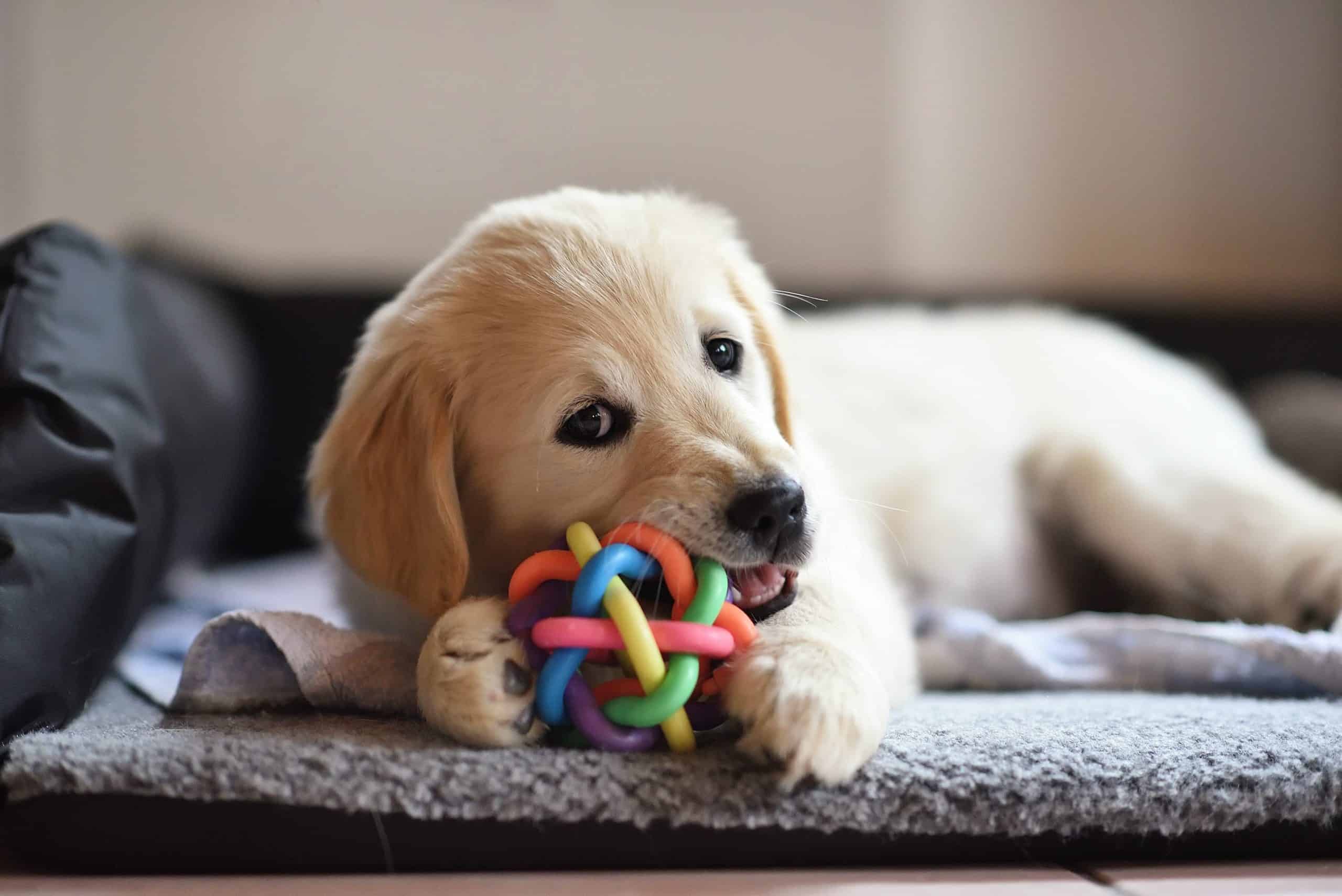 Golden retriever puppy chews on appropriate toy. Training tips: Provide appropriate chew toys to soothe your puppy's sore gums.