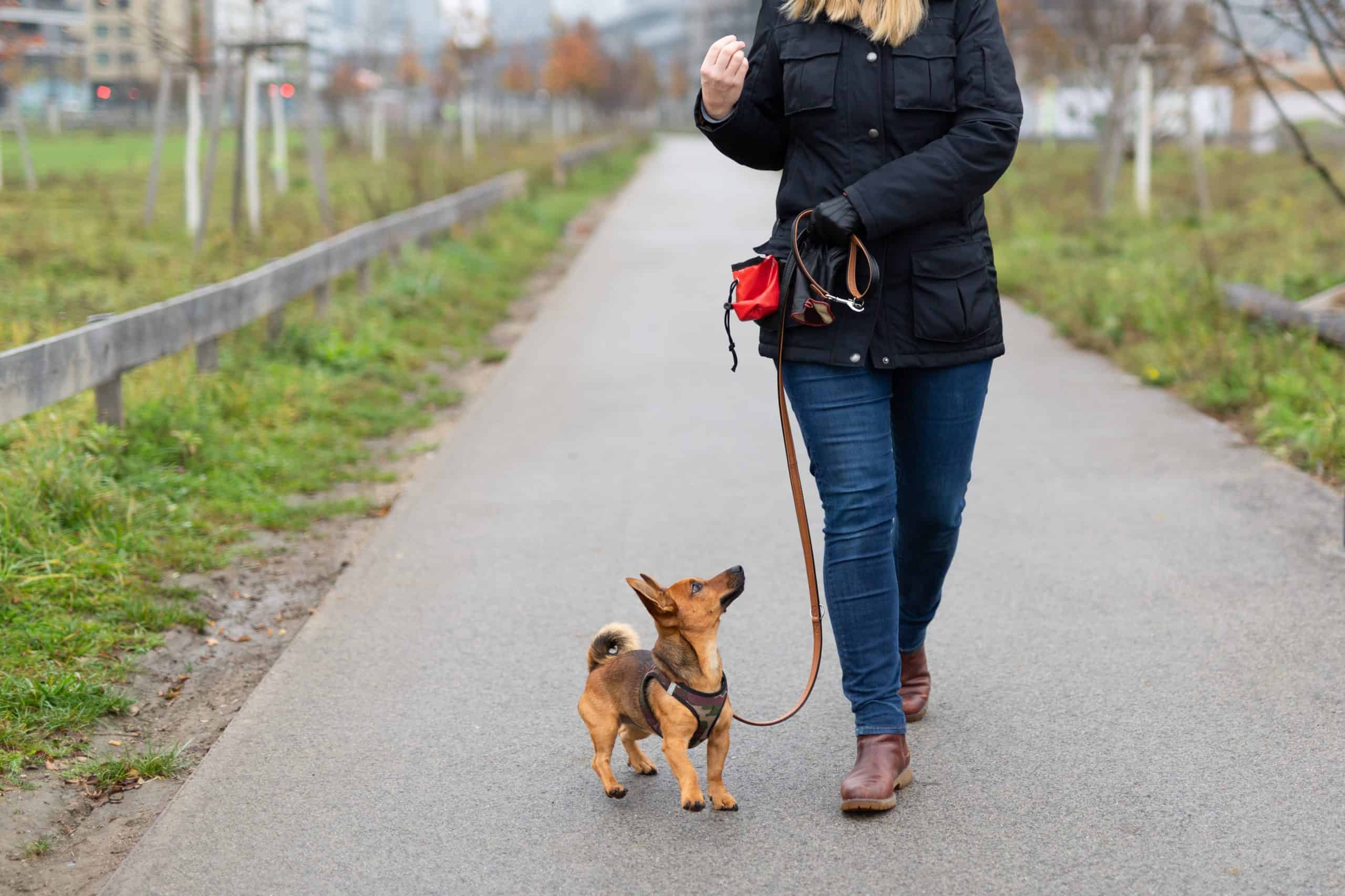 Woman trains puppy during walk. Training tips: A tired puppy is well-behaved, so make sure your puppy gets daily walks and other exercise.