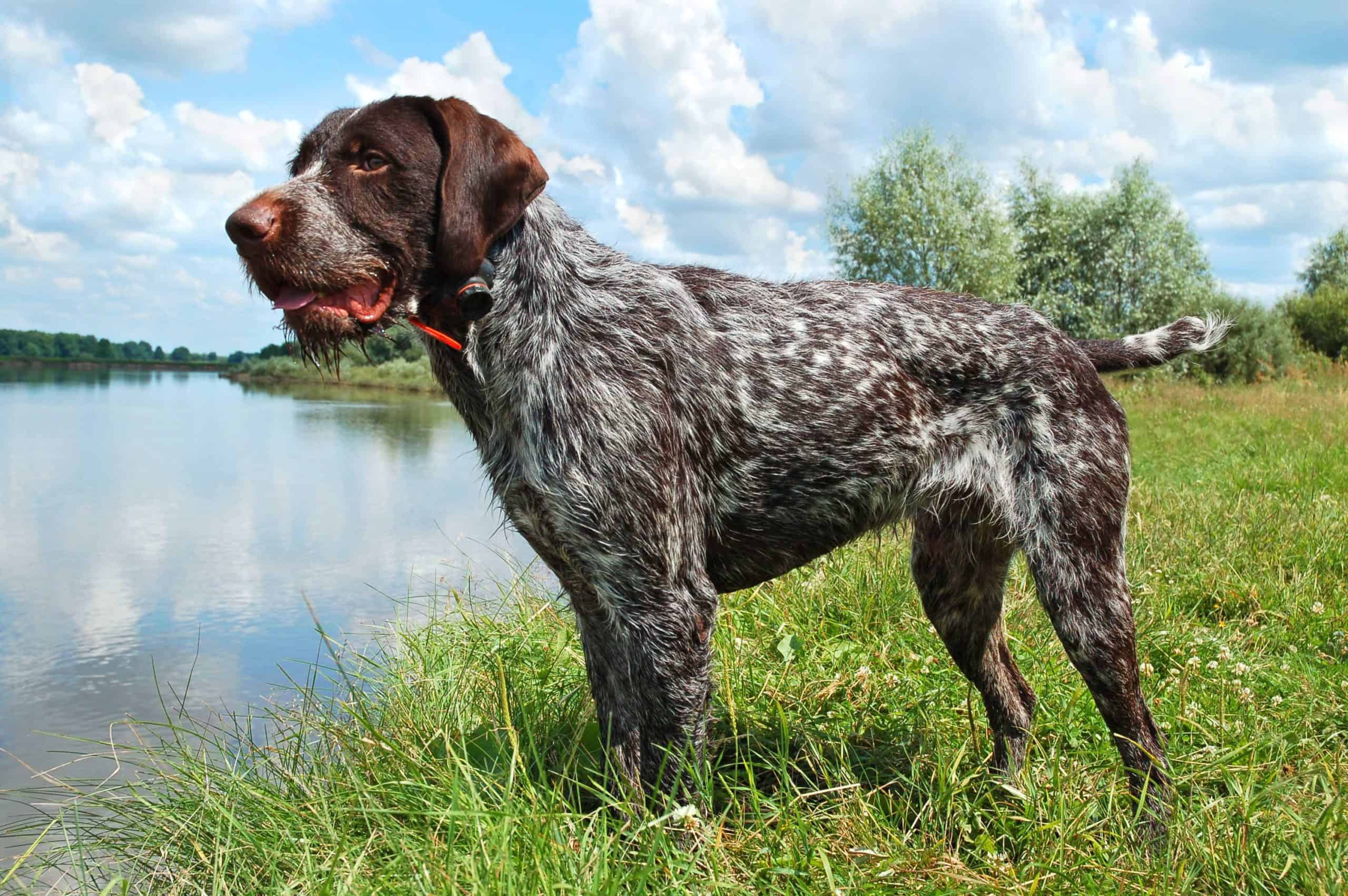 The German Wirehaired Pointer has excellent hunting instincts because they were bred specifically for this purpose.