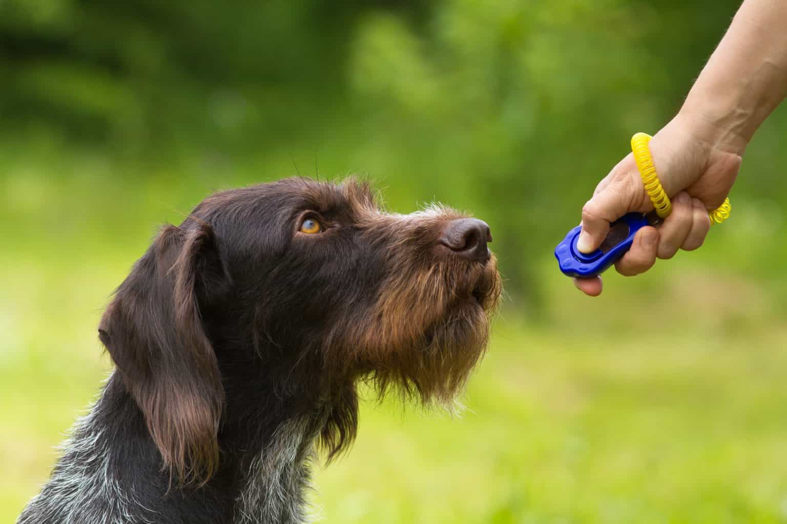 German Wirehaired Pointer was bred for hunting but is a good family dog