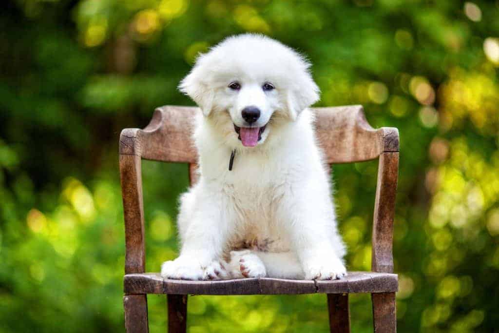 Great Pyrenees puppy sits on a chair. The Great Pyrenees is territorial and protective. They also are nocturnal and have a keen sense of hearing.
