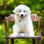 Great Pyrenees puppy sits on a chair. The Great Pyrenees is territorial and protective. They also are nocturnal and have a keen sense of hearing.