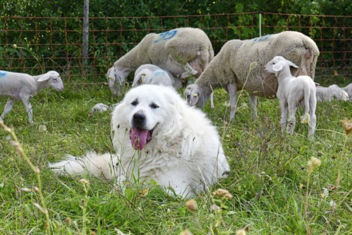 Great Pyrenees with flock of sheep. 