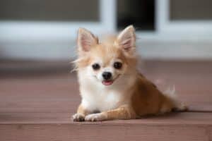 Happy Chihuahua puppy. Chihuahuas have been popular pets since "Legally Blonde."