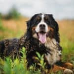 Happy Bernese Mountain Dog in a field. Big dog health issues include joint health and heart problems, which, unfortunately, can shorten your dog's lifespan.
