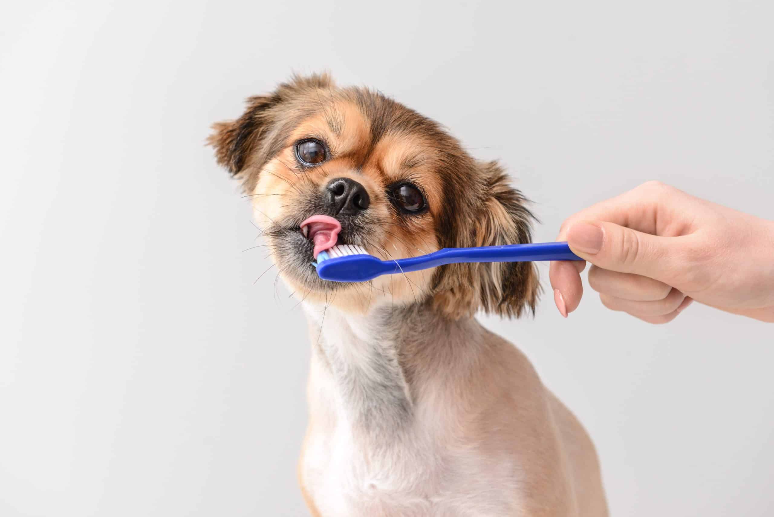 Owner brushes dog's teeth. The good news is that you can take care of your senior dog’s teeth and gums and make a few minor adjustments to their diet in order to greatly improve their quality of life.
