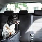 Happy dog sits in dog car seat.