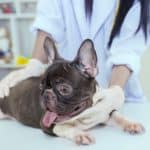 Veterinarian examines French Bulldog. Before adopting or buying, consider dog expenses. Do your research on the breed. Health costs will likely be your biggest expense.