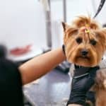 Groomer combs Yorkshire terrier. Dog groomers offer tips to help pet parents keep their dogs healthy: Provide the right food, exercise, timely vaccines, and more.