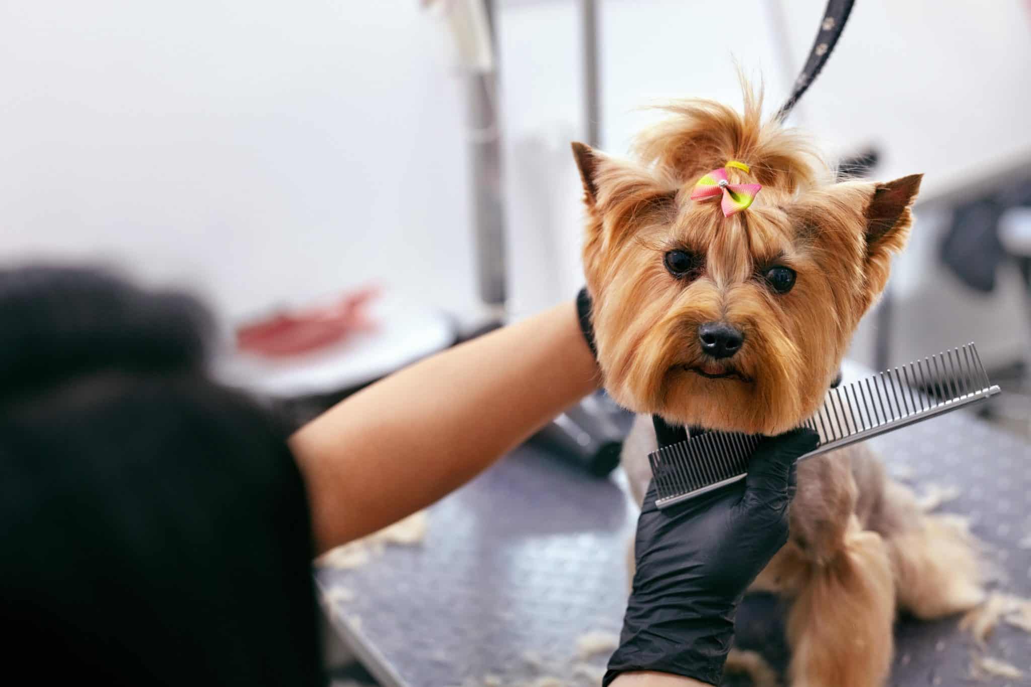 Dog groomers recommend healthy diets, exercise, vaccines