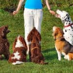 Trainer works with five dogs. Avoid common dog training mistakes like not having enough patience, failing to properly reward your dog, or set a schedule.