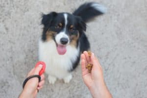 Trainer uses clicker and treats to reward dog during training. Reward good behavior immediately to reinforce good habits and avoid common dog training mistakes.