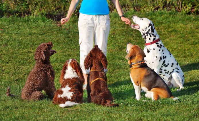 Trainer works with five dogs. Photo for training mistakes post.