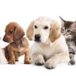 Collection of dogs and cats. Dogs are better than cats because they provide service and companionship.
