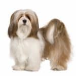 Lhasa Apso on white background. The Lhasa Apso is a high-maintenance dog that is loyal and intelligent. The dogs can be tricky to train, but need minimal exercise.