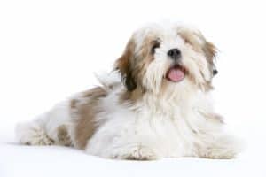 Lhasa Apso puppy on white background. The Lhasa Apso comes with beautiful black, tan, cream, red, and white-colored fur. But occasionally the dogs have grey, blue, or silver coats.