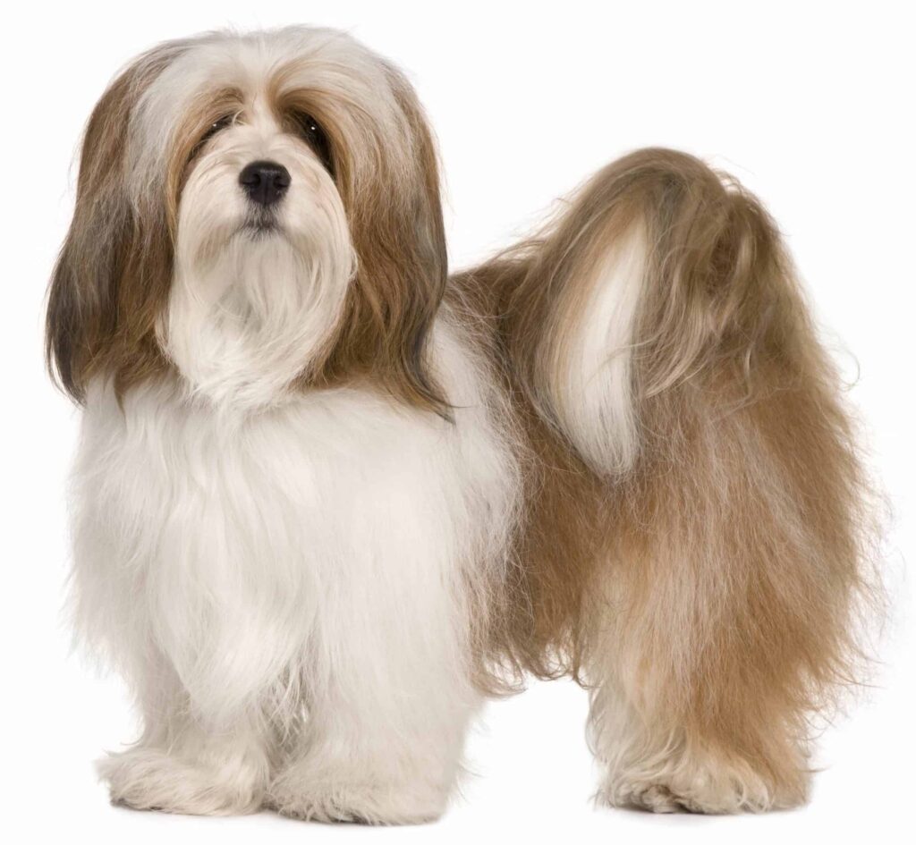 Lhasa Apso on white background. The Lhasa Apso is a high-maintenance dog that is loyal and intelligent. The dogs can be tricky to train, but need minimal exercise.