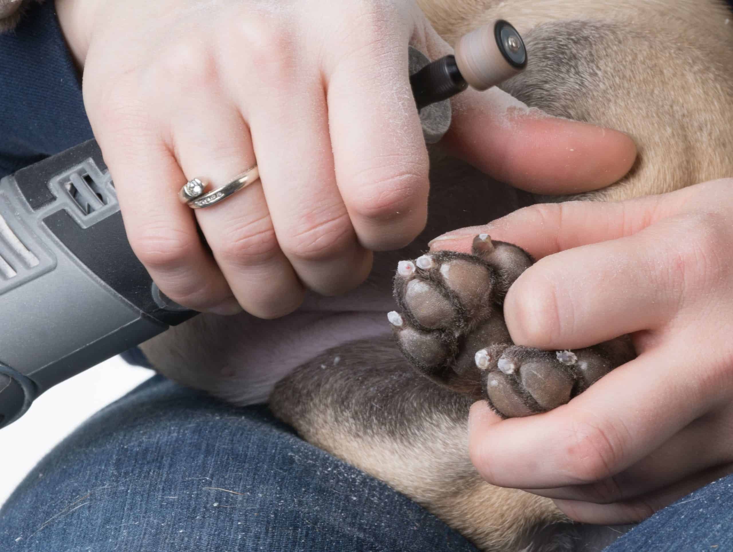 Owner trims dog's nails using a nail grinder. A nail grinder is the most pet-friendly device for trimming your dog's nails. It ensures comfort and safe trimming.